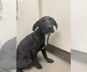 Labrador Retriever Mix Dog for Adoption in HESPERIA, California USA