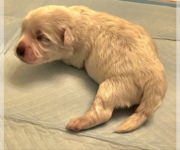 Medium Photo #4 Havanese Puppy For Sale in Olalla, WA, USA