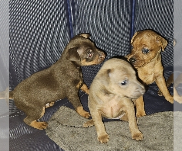 Medium Photo #1 Miniature Pinscher Puppy For Sale in MACON, GA, USA