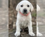 Small Photo #4 Labrador Retriever Puppy For Sale in COUNCIL BLUFFS, IA, USA