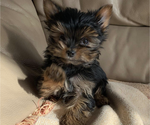 Small Photo #14 Yorkshire Terrier Puppy For Sale in WATERLOO, IA, USA