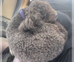 Small Photo #1 Maltipoo Puppy For Sale in ATLANTA, GA, USA