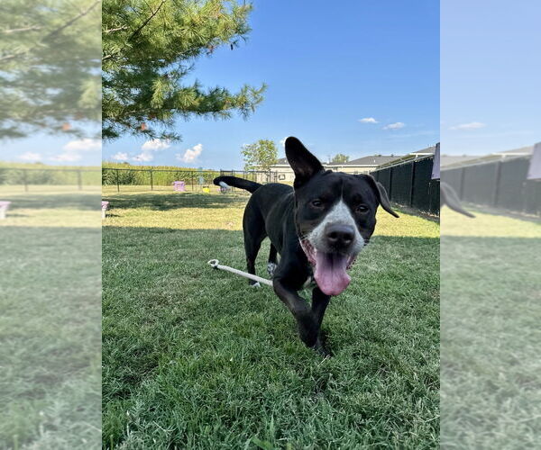 Medium Photo #3 Mutt Puppy For Sale in Evansville, IN, USA