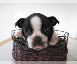 Boston Terrier Puppy for sale in ADRIAN, MI, USA