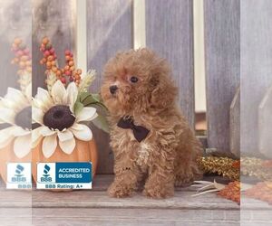 Poodle (Toy) Puppy for sale in WINNSBORO, LA, USA