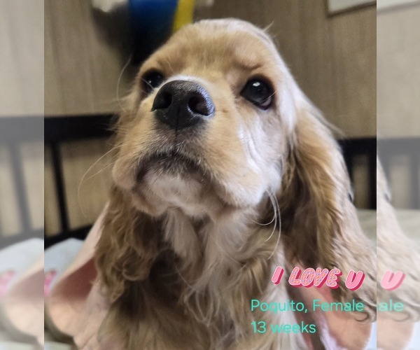 Medium Photo #4 Cocker Spaniel Puppy For Sale in HOLYOKE, MA, USA