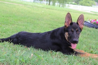 German Shepherd Dog Puppy for sale in ROANOKE, TX, USA