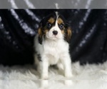 Small #4 Cavalier King Charles Spaniel