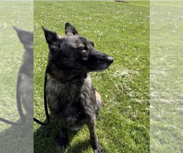 Medium Photo #1 Holland Shepherd Puppy For Sale in Imlay City, MI, USA