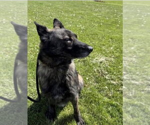Holland Shepherd Dogs for adoption in Imlay City, MI, USA