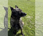 Small Holland Shepherd