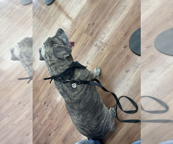 Medium Photo #4 Mastiff Puppy For Sale in Dana Point, CA, USA