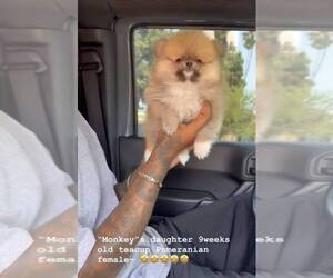 Pomeranian Puppy for sale in EASTVALE, CA, USA