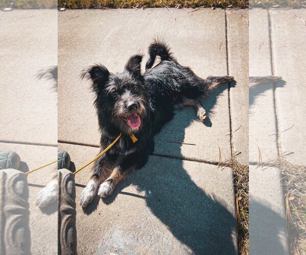 Medium Photo #3 Mutt Puppy For Sale in Sandy, UT, USA