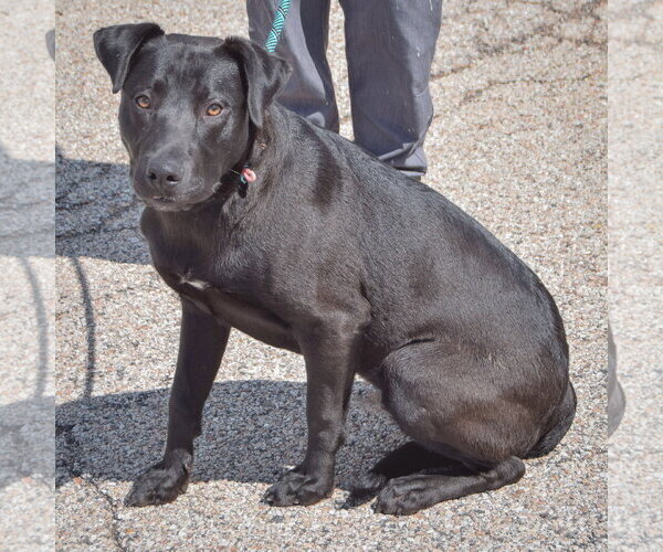 Medium Photo #2 Mutt Puppy For Sale in Huntley, IL, USA