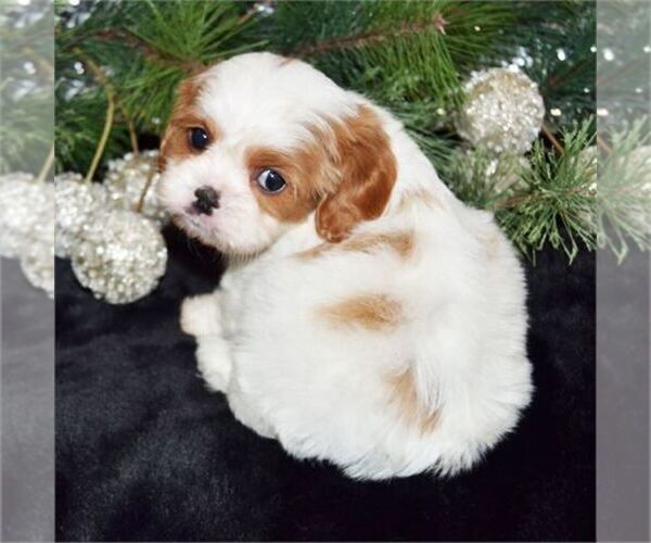 Medium Photo #1 Cavachon Puppy For Sale in PEMBROKE PINES, FL, USA