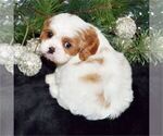 Puppy Puppy 4 Cavachon