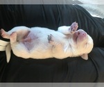 Small Photo #8 Labrador Retriever Puppy For Sale in ESCONDIDO, CA, USA