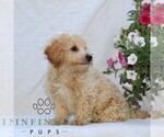 Small #1 Bichpoo