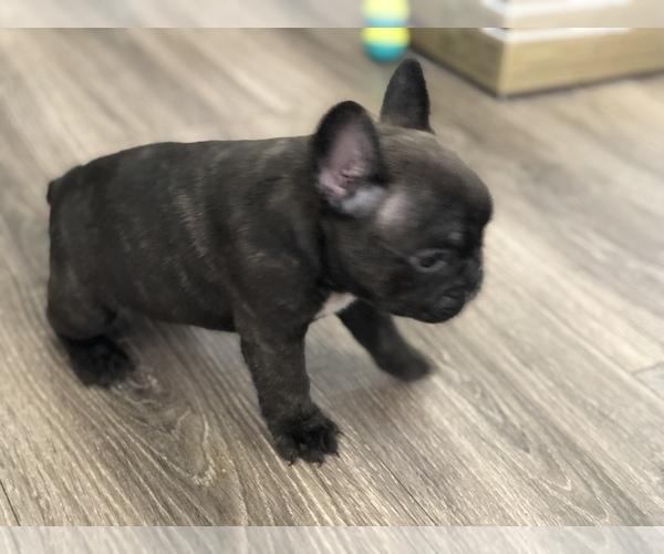 Medium Photo #3 French Bulldog Puppy For Sale in HOLTSVILLE, NY, USA