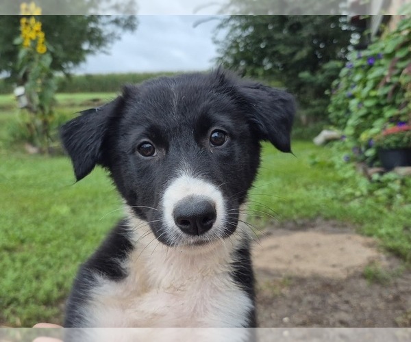 Medium Photo #2 Border-Aussie Puppy For Sale in BLUE RIVER, WI, USA