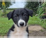 Small #1 Border-Aussie