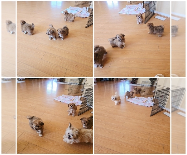 Medium Photo #1 ShihPoo Puppy For Sale in LITTLEROCK, CA, USA