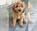 Small #1 Cavapoo