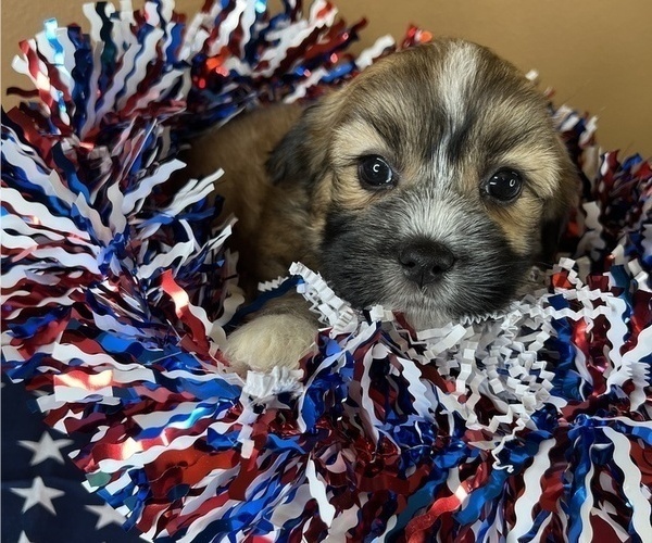 Medium Photo #1 Poodle (Toy)-Shorkie Tzu Mix Puppy For Sale in BENTON, AR, USA
