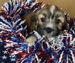 Small Photo #1 Poodle (Toy)-Shorkie Tzu Mix Puppy For Sale in BENTON, AR, USA