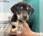 Small #1 Labrador Retriever Mix