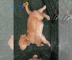 Small Photo #19 Golden Retriever Puppy For Sale in BIG CABIN, OK, USA