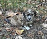 Small #2 Poodle (Miniature)-Shih-Poo Mix