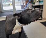 Small American Pit Bull Terrier
