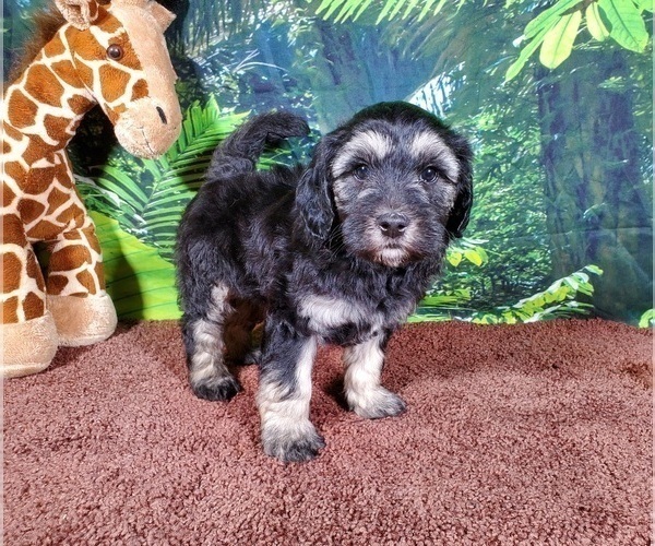 Medium Photo #2 Goldendoodle (Miniature) Puppy For Sale in BLACK FOREST, CO, USA