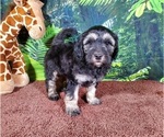 Small Photo #2 Goldendoodle (Miniature) Puppy For Sale in BLACK FOREST, CO, USA
