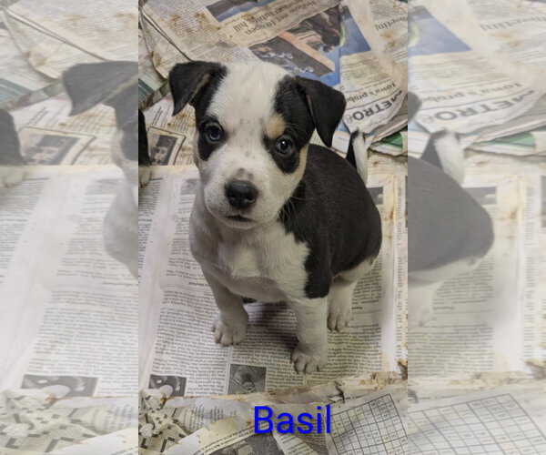 Medium Photo #4 Mutt Puppy For Sale in Des Moines, IA, USA