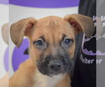 Small #5 American Staffordshire Terrier-Boxer Mix