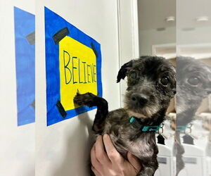 Poodle (Miniature)-Unknown Mix Dogs for adoption in Mundelein, IL, USA