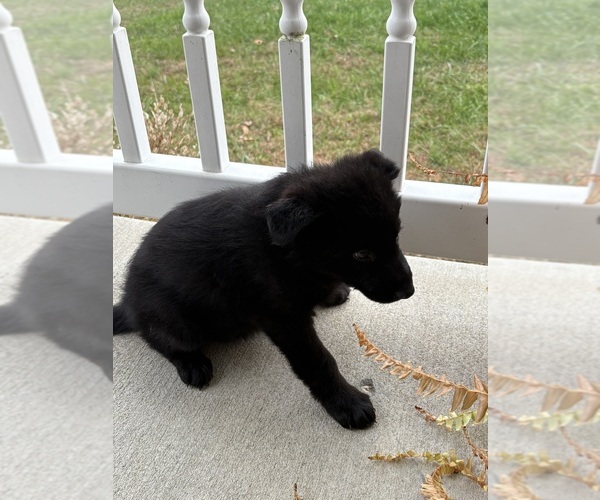 Medium Photo #2 German Shepherd Dog Puppy For Sale in WEST LIBERTY, KY, USA