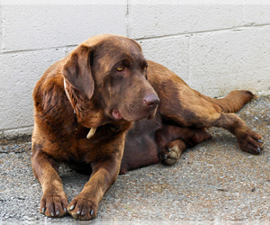 Mother of the Labrador Retriever puppies born on 06/17/2026