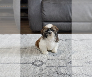 Shih Tzu Puppy for sale in FREDERICKSBURG, OH, USA