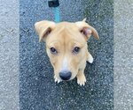 Small Photo #3 Labrador Retriever-Unknown Mix Puppy For Sale in Darlington, MD, USA
