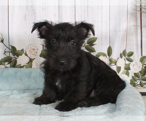 Scottish Terrier Puppy for sale in PENNS CREEK, PA, USA