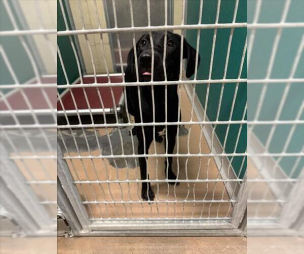 Medium Photo #1 Labrador Retriever Puppy For Sale in Texas City, TX, USA