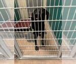 Small Labrador Retriever