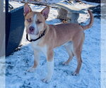 Small Photo #4 Siberian Husky-Unknown Mix Puppy For Sale in Princeton, MN, USA