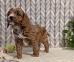 Small #6 Cavapoo (Miniature)