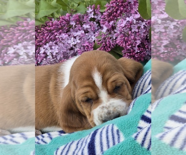 Medium Photo #39 Basset Hound Puppy For Sale in GREENLEAF, WI, USA
