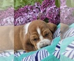 Small #3 Basset Hound